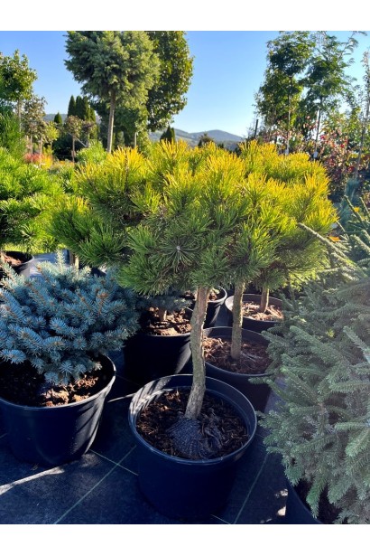 Сосна гірська Карстенс Вінтерголд на штамбі контейнер